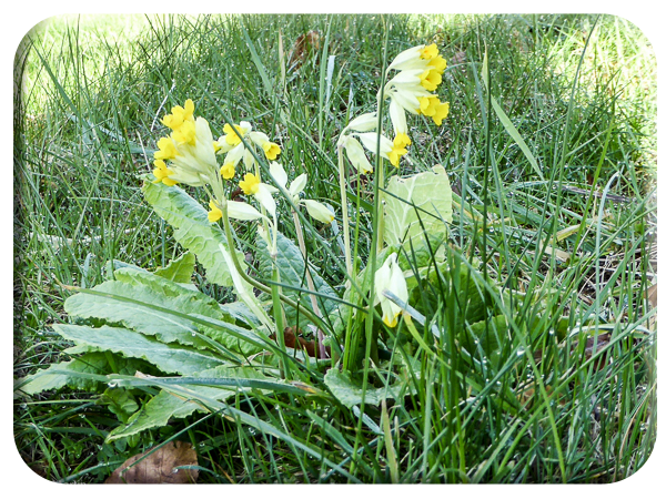 Cowslip