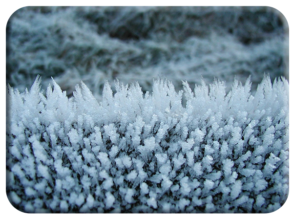 Frost crystals