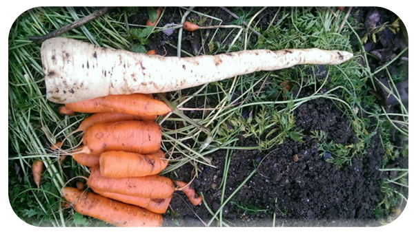 King Parsnip
