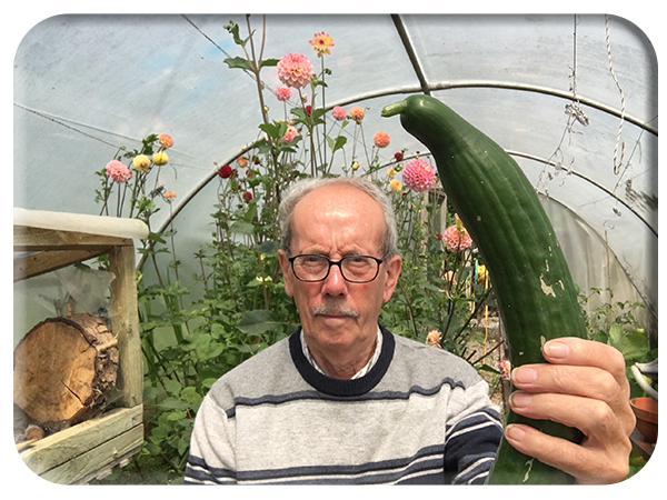 Cucumber