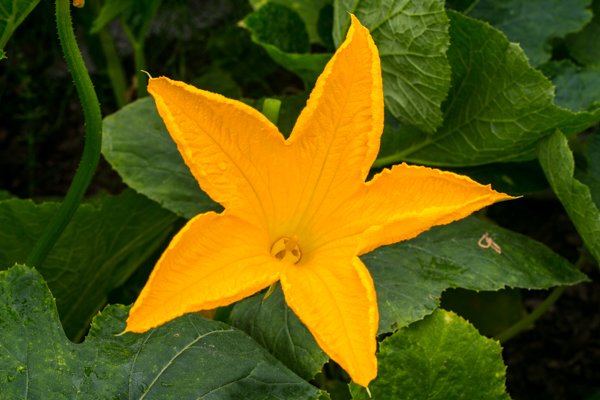 Pumpkin flower