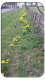 Dancing daffodils