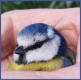 Blue tit rescue