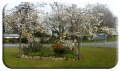 Ballykealey in Bloom