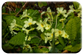 Primrose