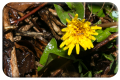 Dandelion