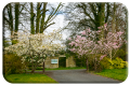Beautiful Blossoms