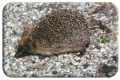 Hedgehog