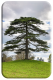 Magnificent Fir