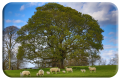 Chestnut Tree.