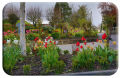 Tulip Mania