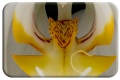 Tiger head orchid
