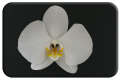 Tiger head orchid