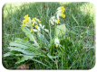 Cowslip