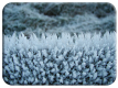 Frost crystals