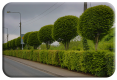 Hornbeam and Beech hedge copy