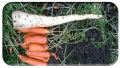 King Parsnip