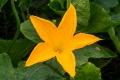 Pumpkin flower