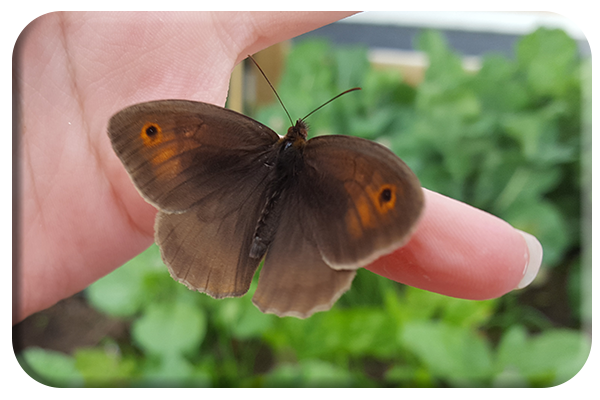 Meadow Brown