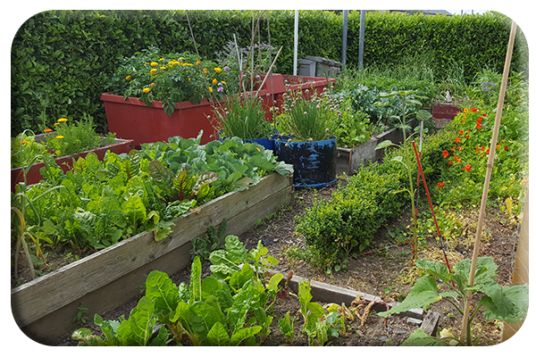 Community Garden