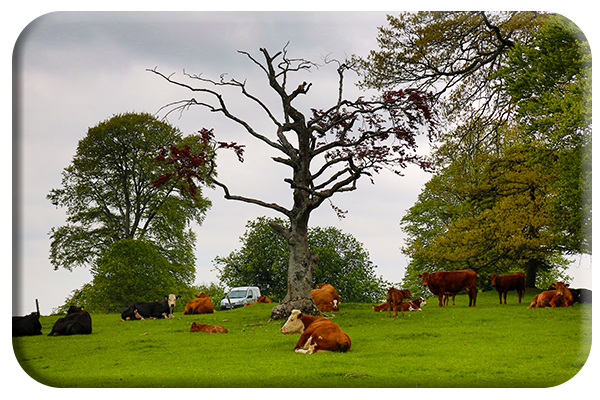 Cowtentment