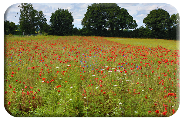 The field next to the cemetery in Ballon