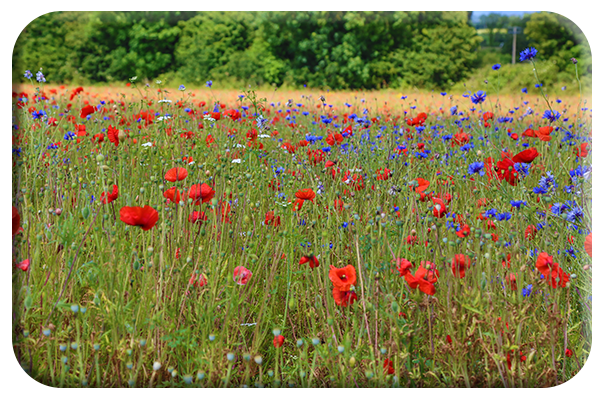 The field next to the cemetery in Ballon