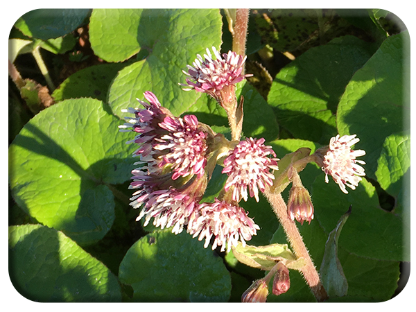 Winter Heliotrope