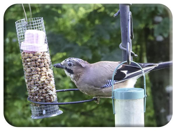 The Jay