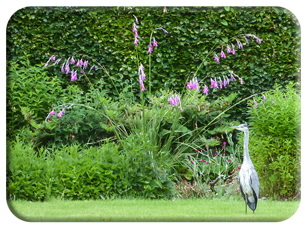 Heron