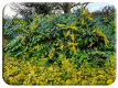 February colour in the village by Máire