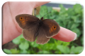 Meadow Brown