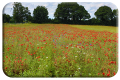 The field next to the cemetery in Ballon