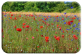 The field next to the cemetery in Ballon