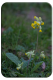Cowslip