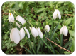 First of the snowdrops