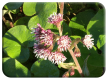 Winter Heliotrope