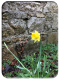 First daffodil