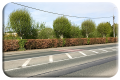 Beech Hedge in Ballon