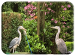Pair of herons