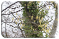 Hazelnut catkins