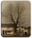 Original Bull Tree
