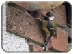 Great tit