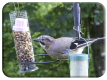 The Jay