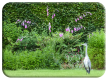 Heron
