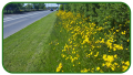 Wild Flower Display