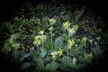 Cowslips