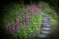 Primula path