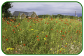 Wild flowers