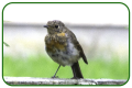 Fledgling Robin
